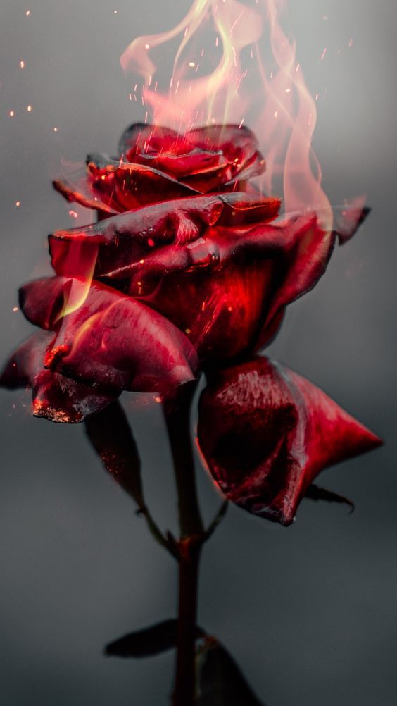 rosa vermelha pegando fogo para wallpaper de celular