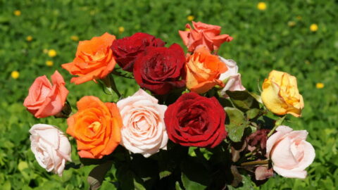 papel de parede para pc de rosas em diversas cores