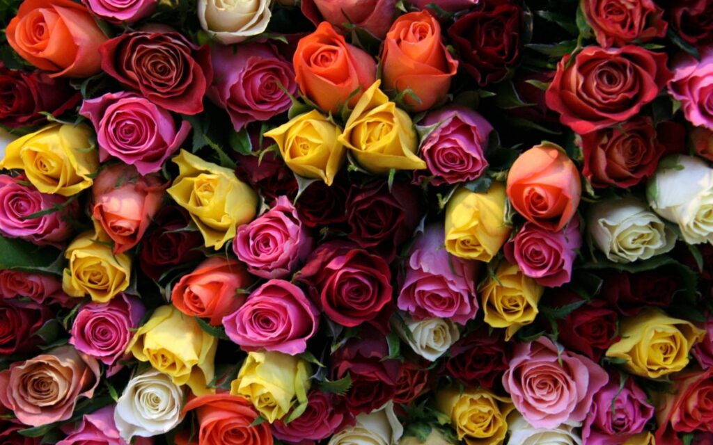 rosas coloridas para wallpaper de pc