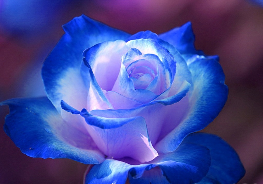 papel de parede para pc com uma rosa em linda mistura de tons de azul e branco