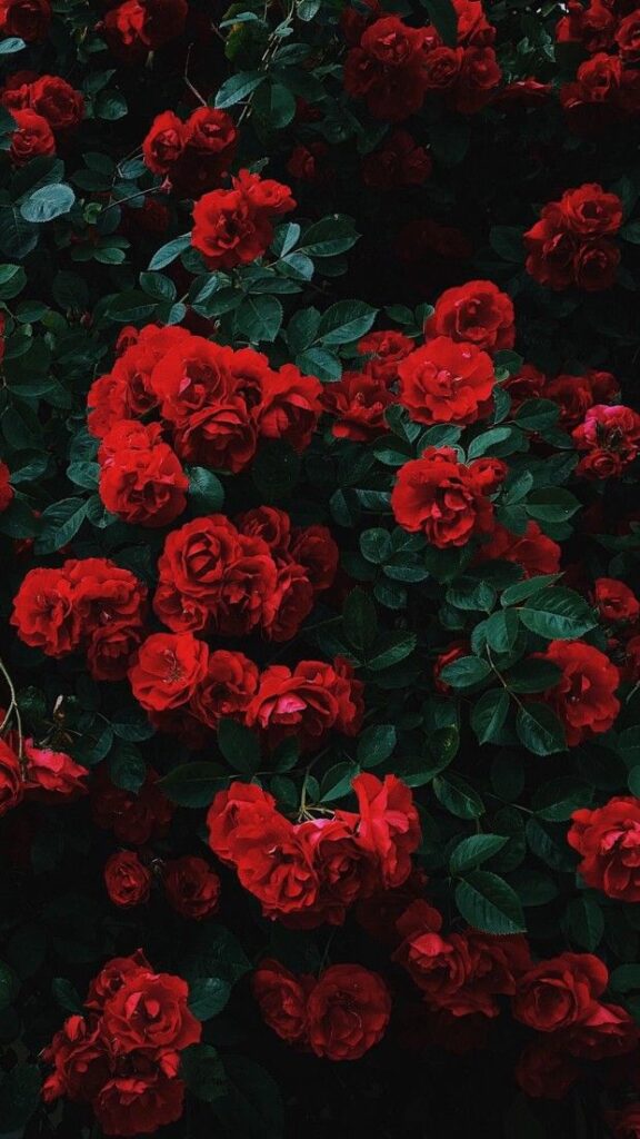 esse lindo fundo de tela de celular de várias rosas vermelhas vintage