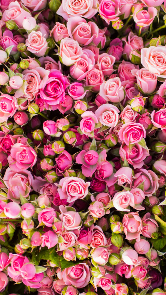 muitas rosas formando uma linda imagem para fundo de tela de celular