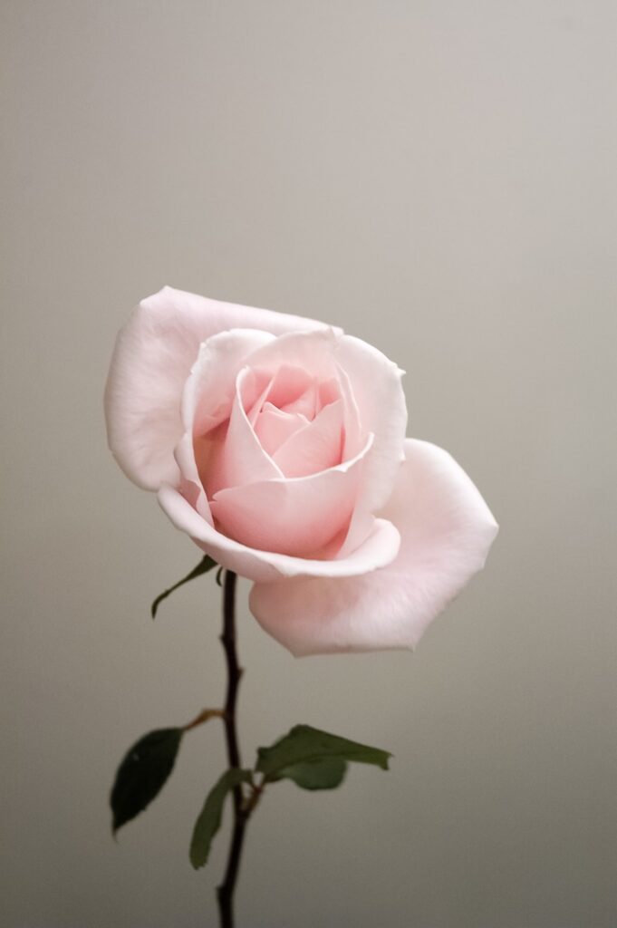 um papel de parede para celular de uma rosa linda e delicada