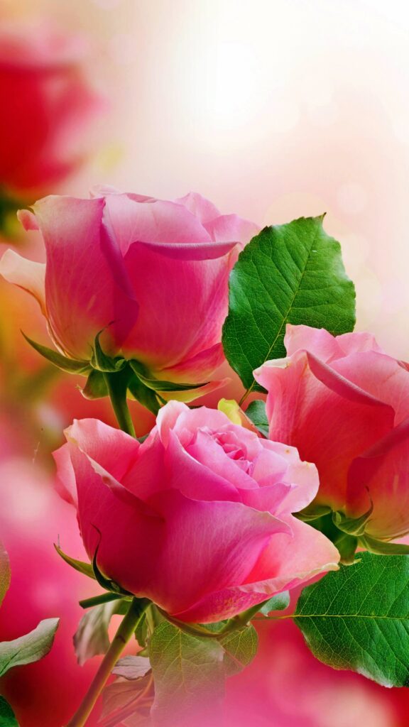 uma linda imagem para wallpaper de celular de rosas