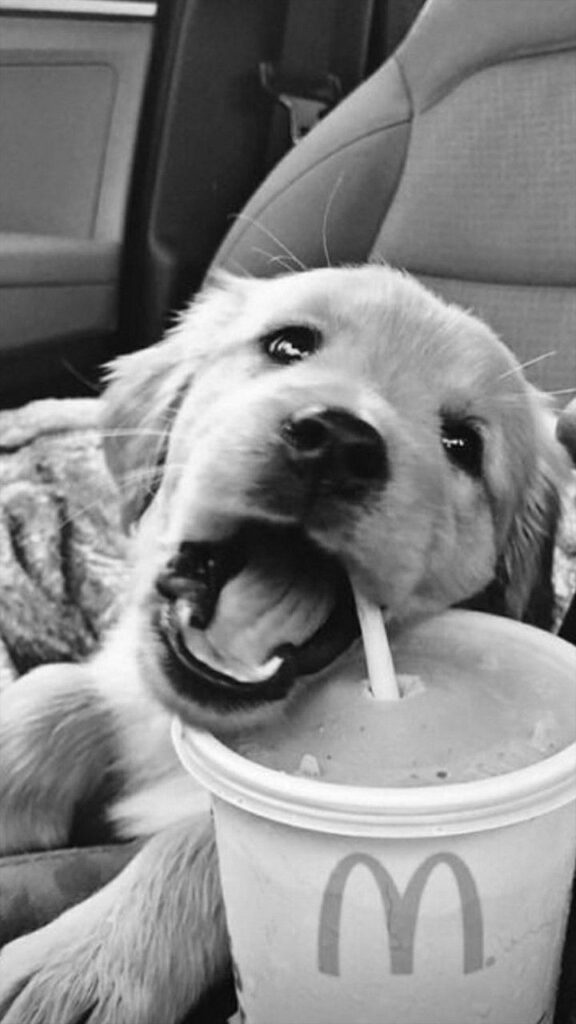 lindo cachorrinho bebendo em um canudinho nesse wallpaper preto e branco para celular