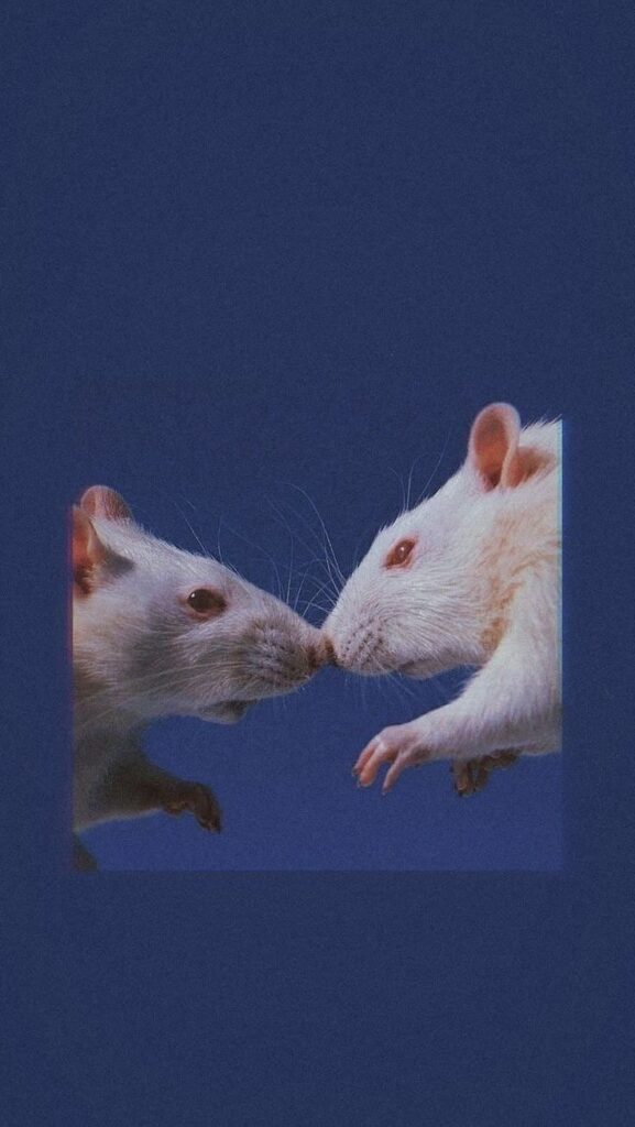 wallpaper para celular de dois ratinhos