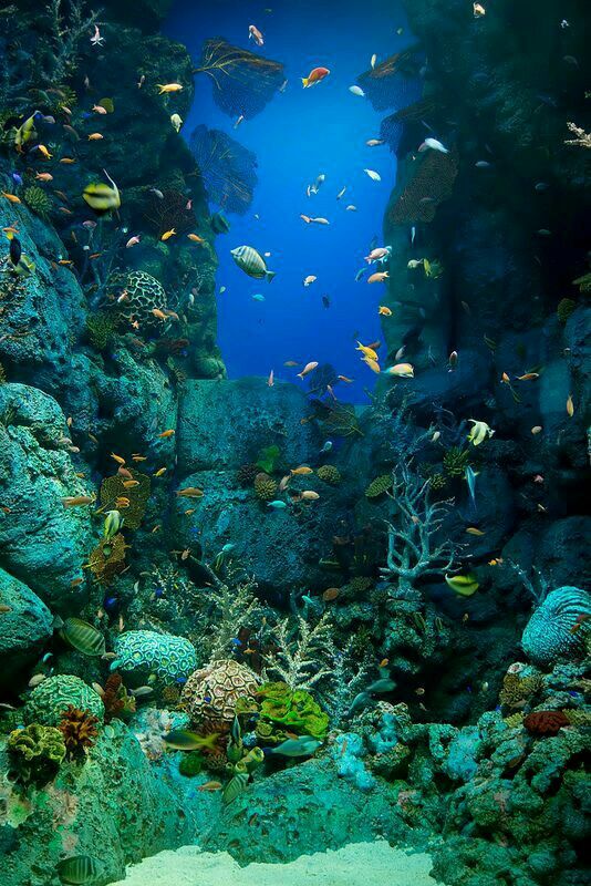 o fundo do mar em resolução incrível para papel de parede de celular