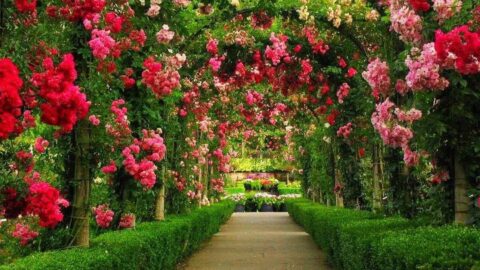 maravilhoso wallpaper de um jardim com lindas flores rosas e vermelhas