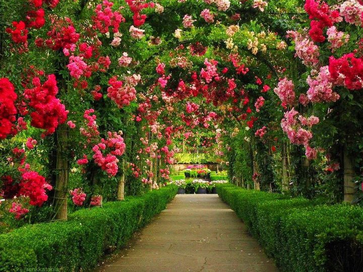 maravilhoso wallpaper de um jardim com lindas flores rosas e vermelhas