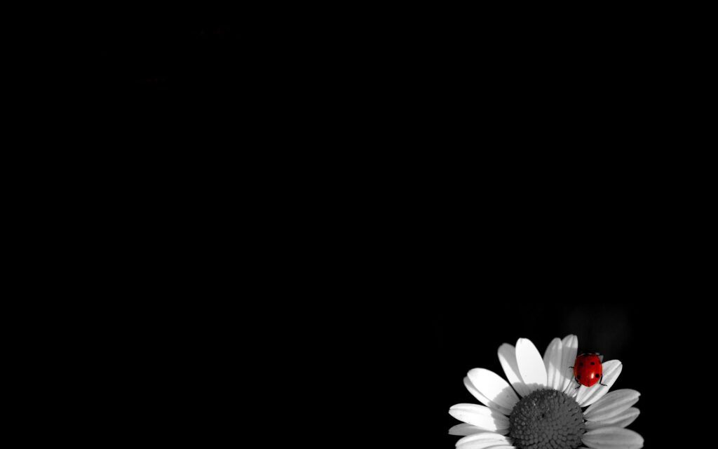 wallpaper preto e branco para pc com flor e joaninha 