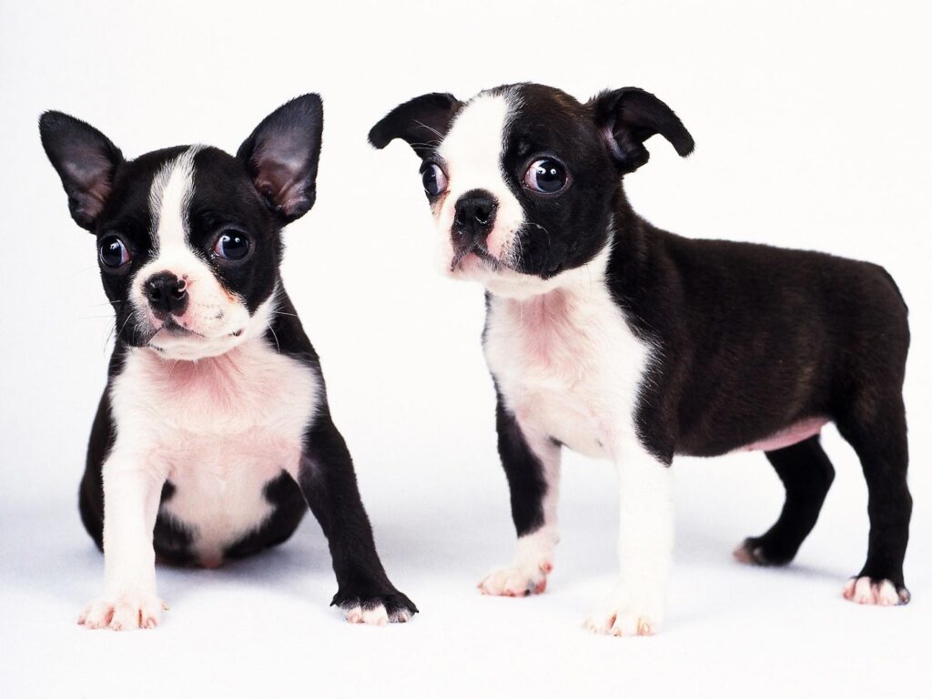 fundo de tela para pc de dois cachorros preto e branco