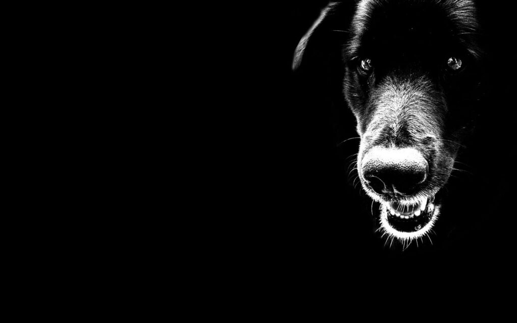 fundo de tela para pc preto e branco de cachorro