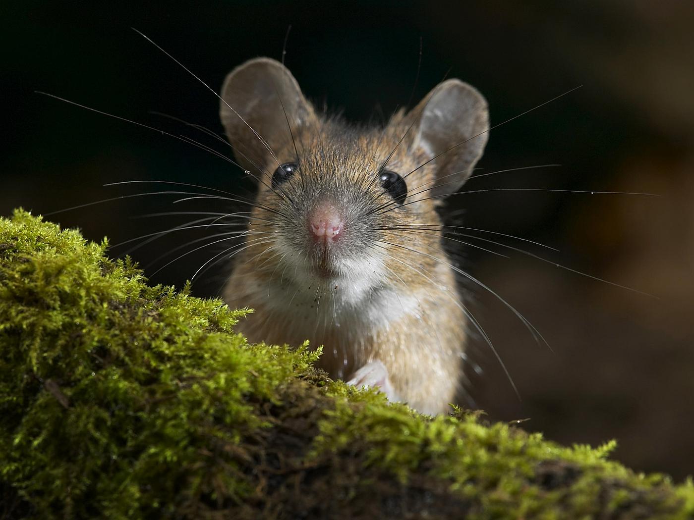 pequeno ratinho na natura nesse wallpaper em alta resolução para pc