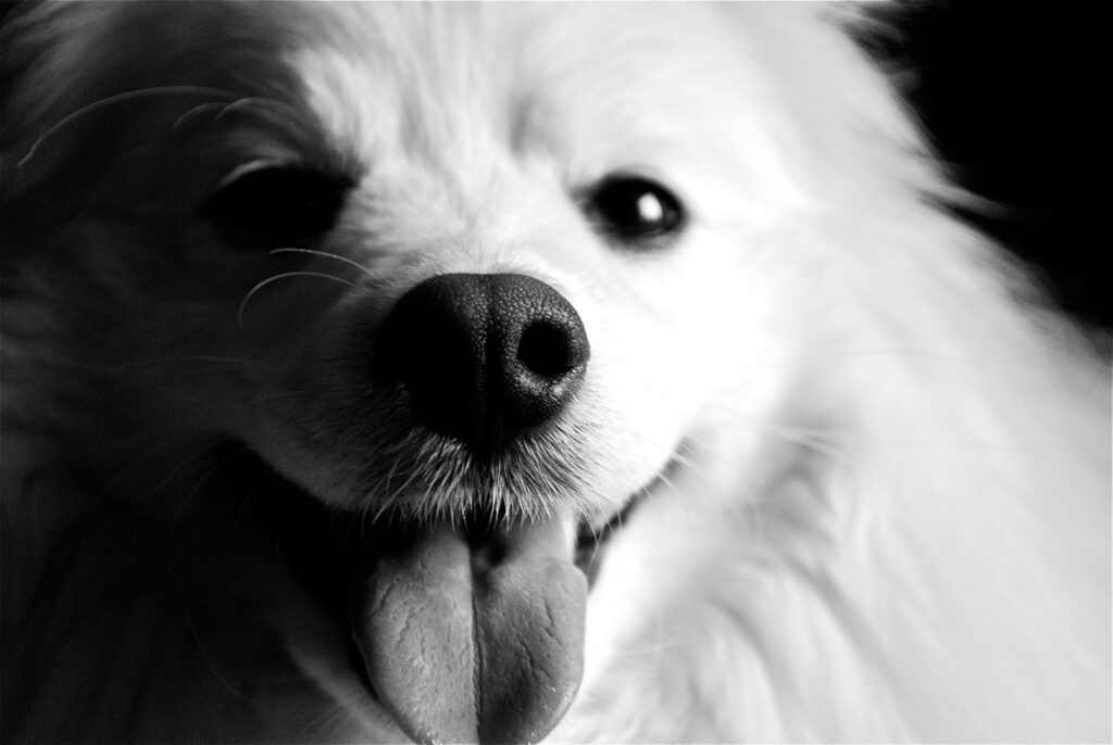wallpaper preto e branco para pc de cachorro com a língua pra fora