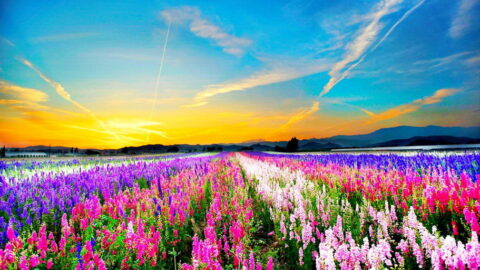 cores encantadores de um campo de flores para wallpaper de pc