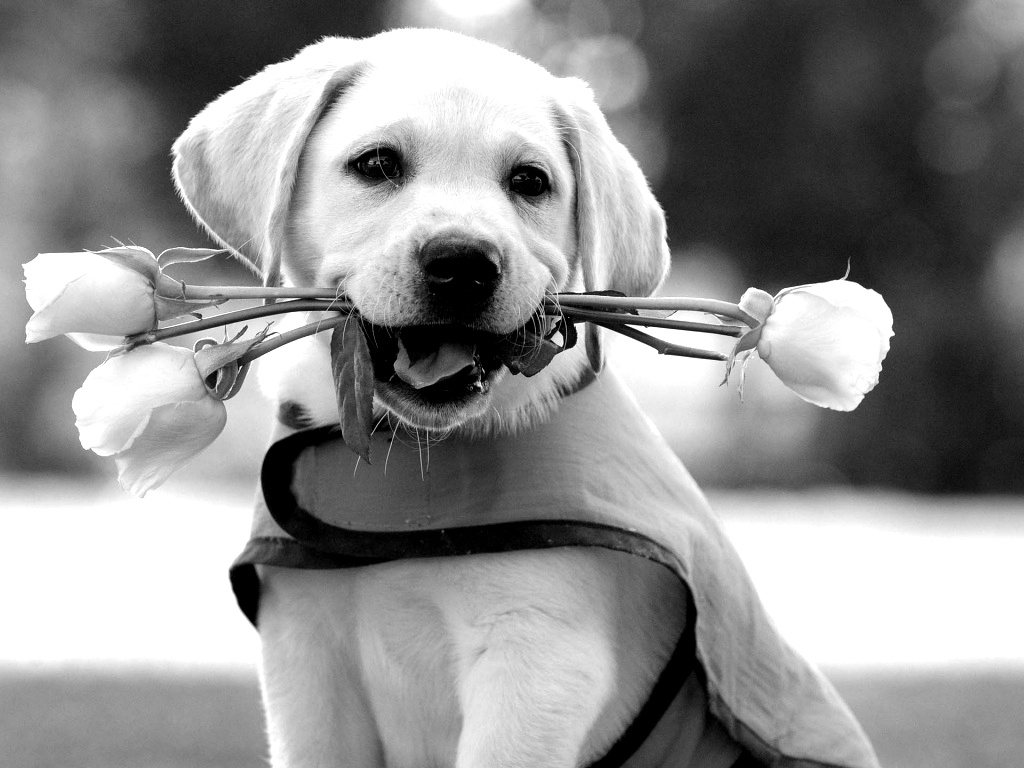 fundo de tela preto e branco para pc cachorrinho segundando uma flor na boca