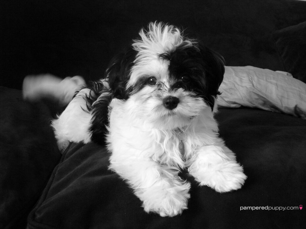 fundo de tela para pc de pequeno cachorro preto e branco