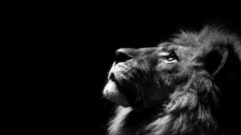 olhar iluminado n=de um leão nesse wallpaper em preto e branco para pc