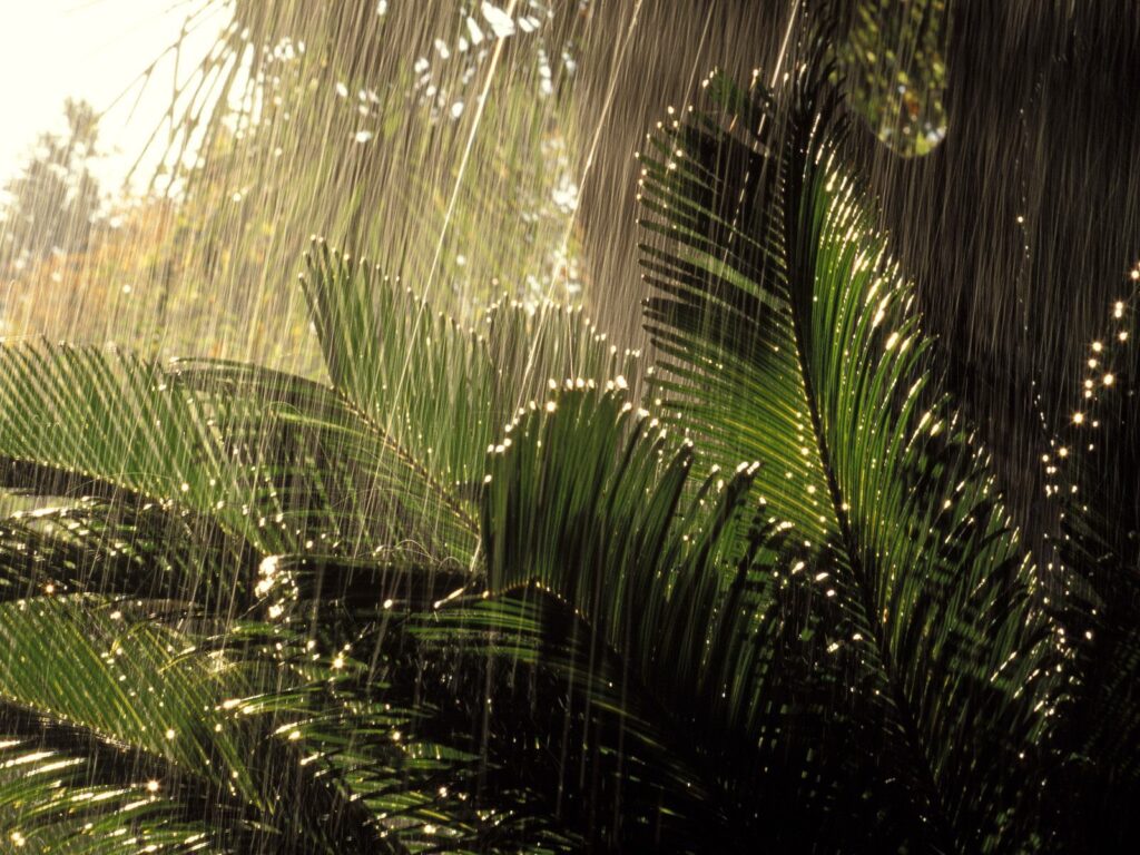 papel de parede para pc de chuva nas plantas