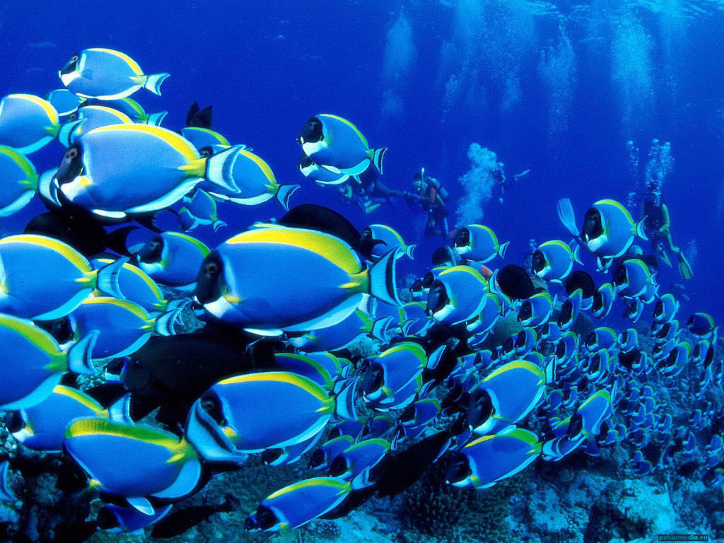 lindos peixes azuis no fundo do mar para papel de pare de pc