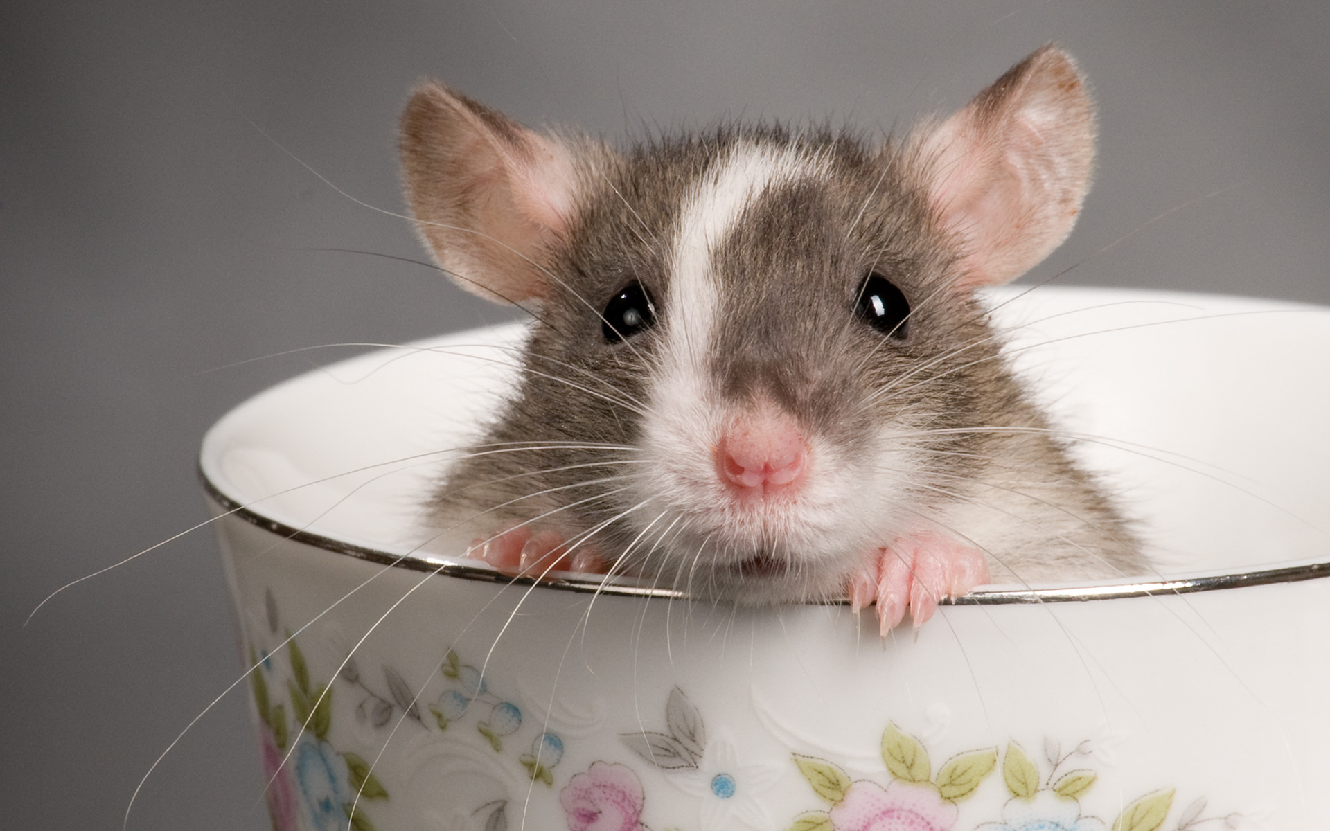 ratinho dentro e uma xícara wallpaper para pc