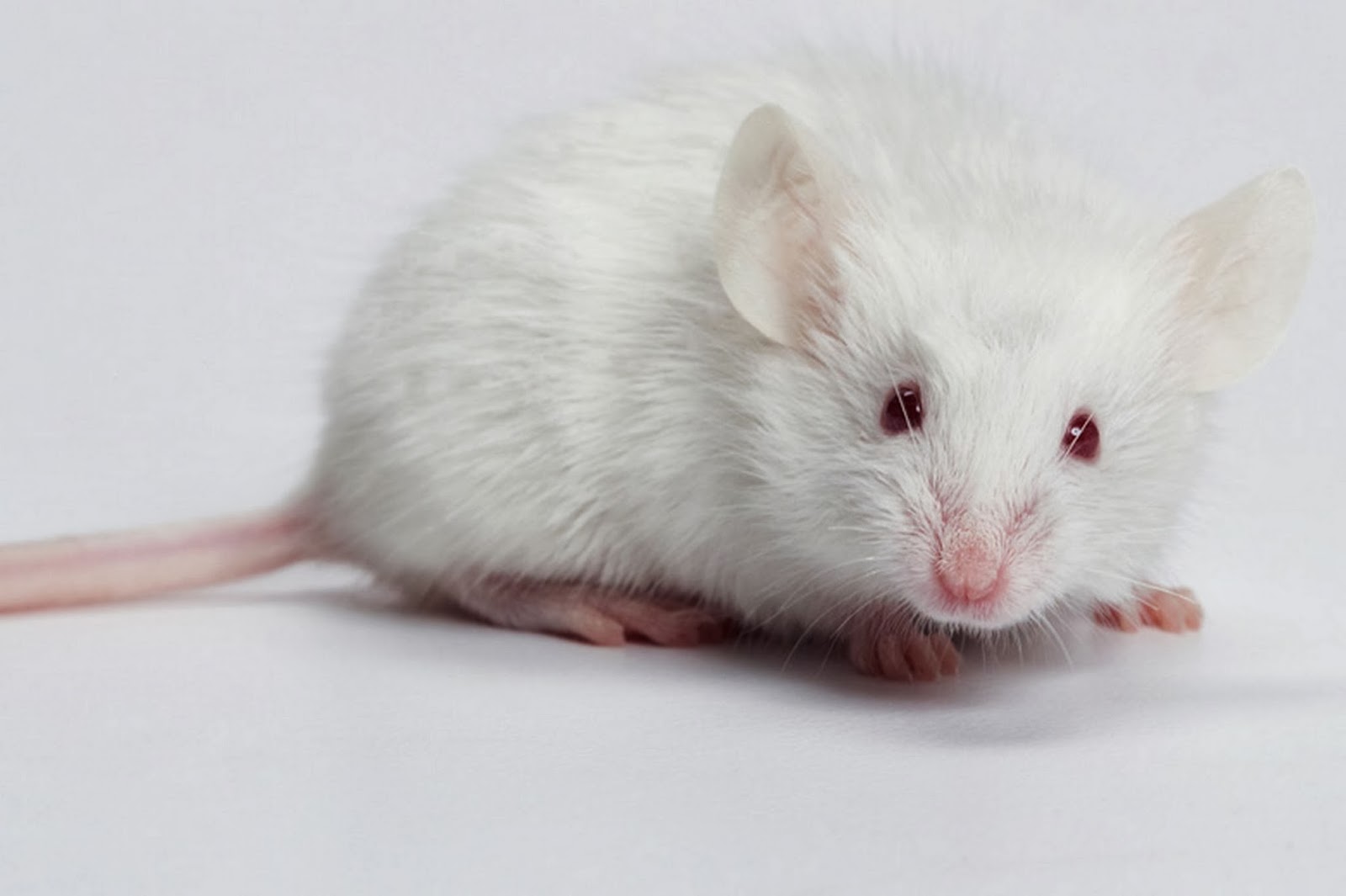 rato branco fofo para papel de parede de pc