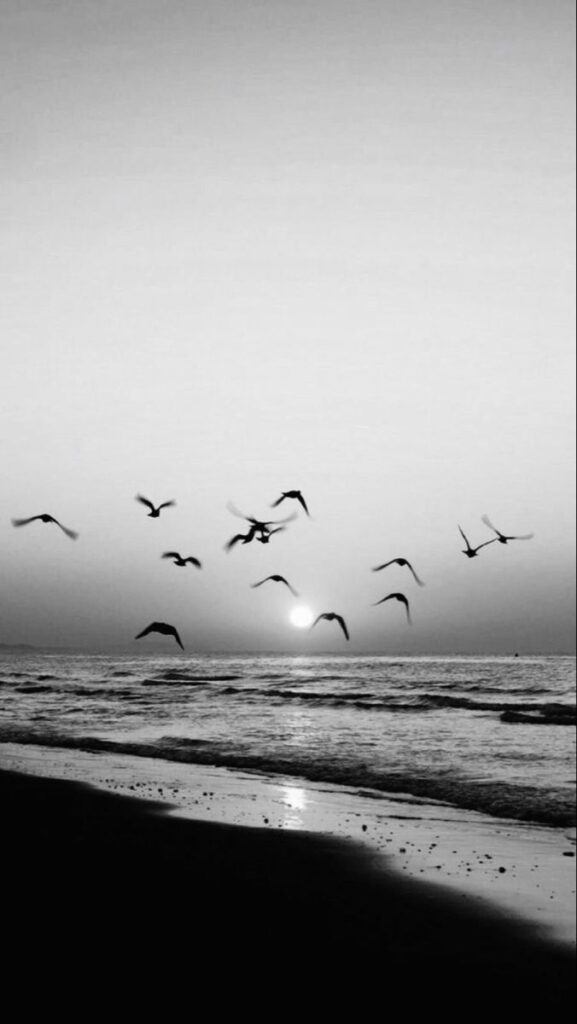 lindo fundo de tela preto e branco para celular de pássaros voando na praia