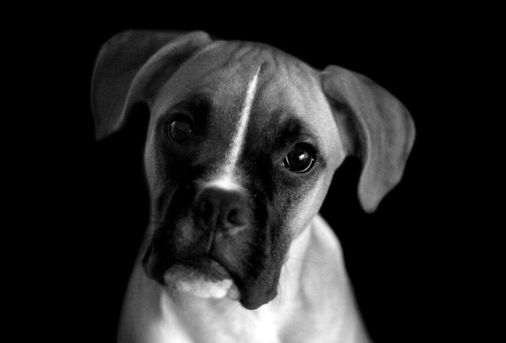 papel de parede preto e branco para pc de cachorro fofinho