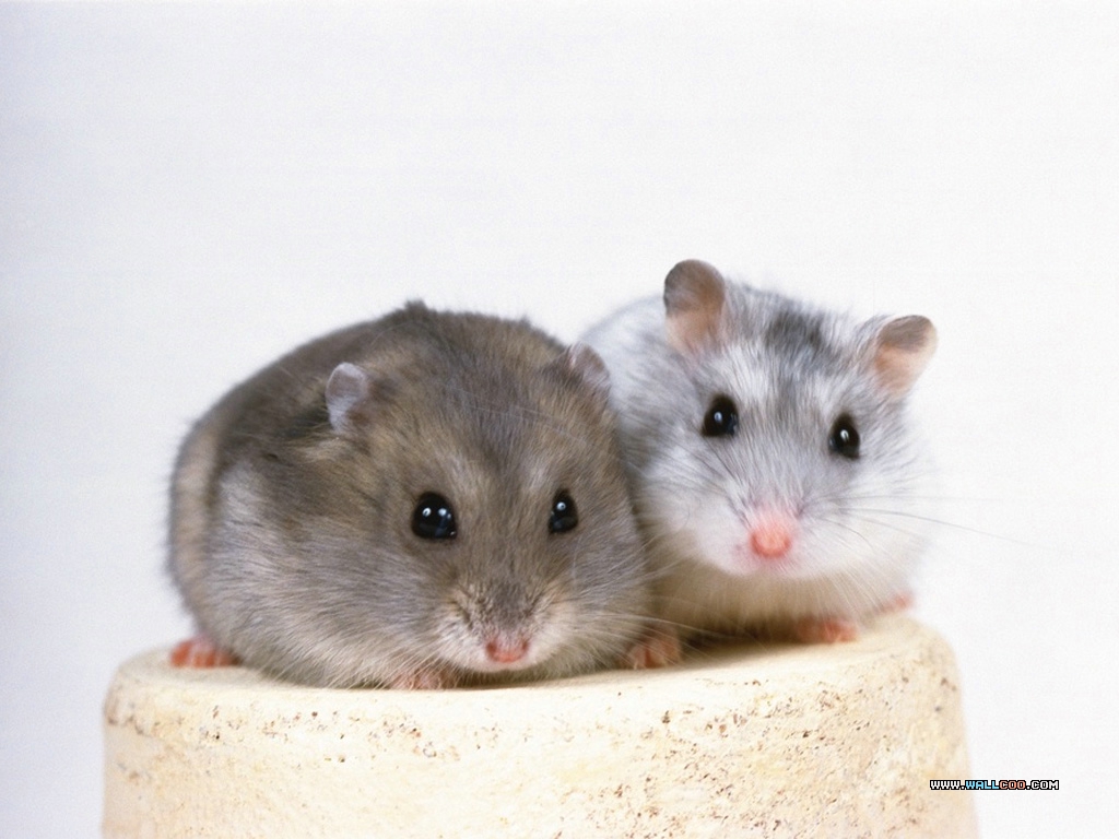 papel de parede para pc dois ratos fofos