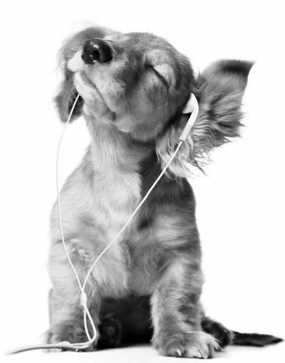 fofo cachorrinho ouvindo música nesse wallpaper preto e branco para celular