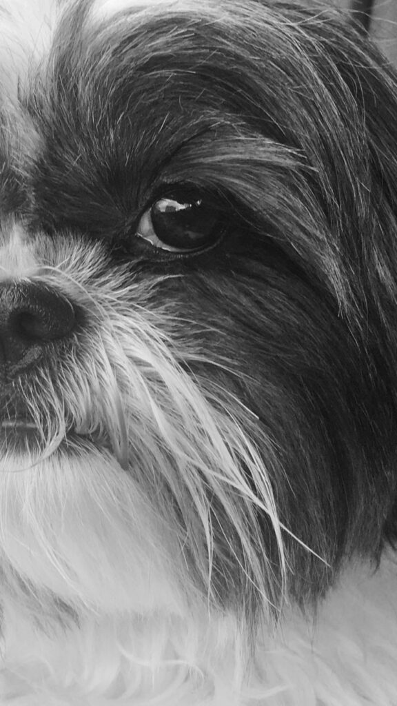 o olhar de um cachorro nesse wallpaper preto e branco para celular