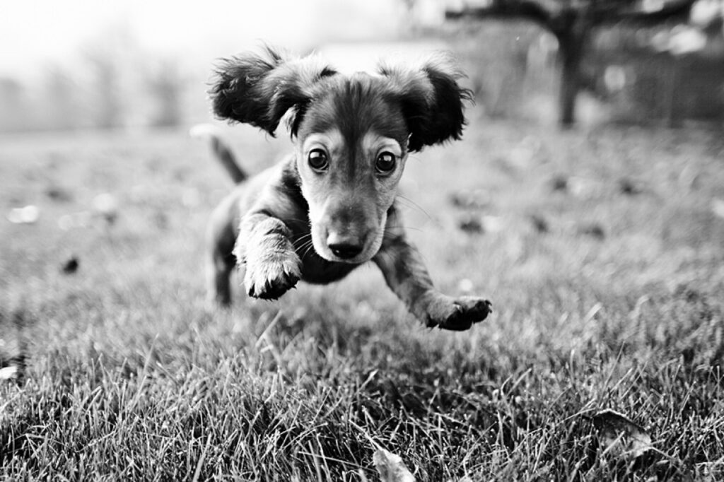 cachorro correndo wallpaper preto e branco para pc