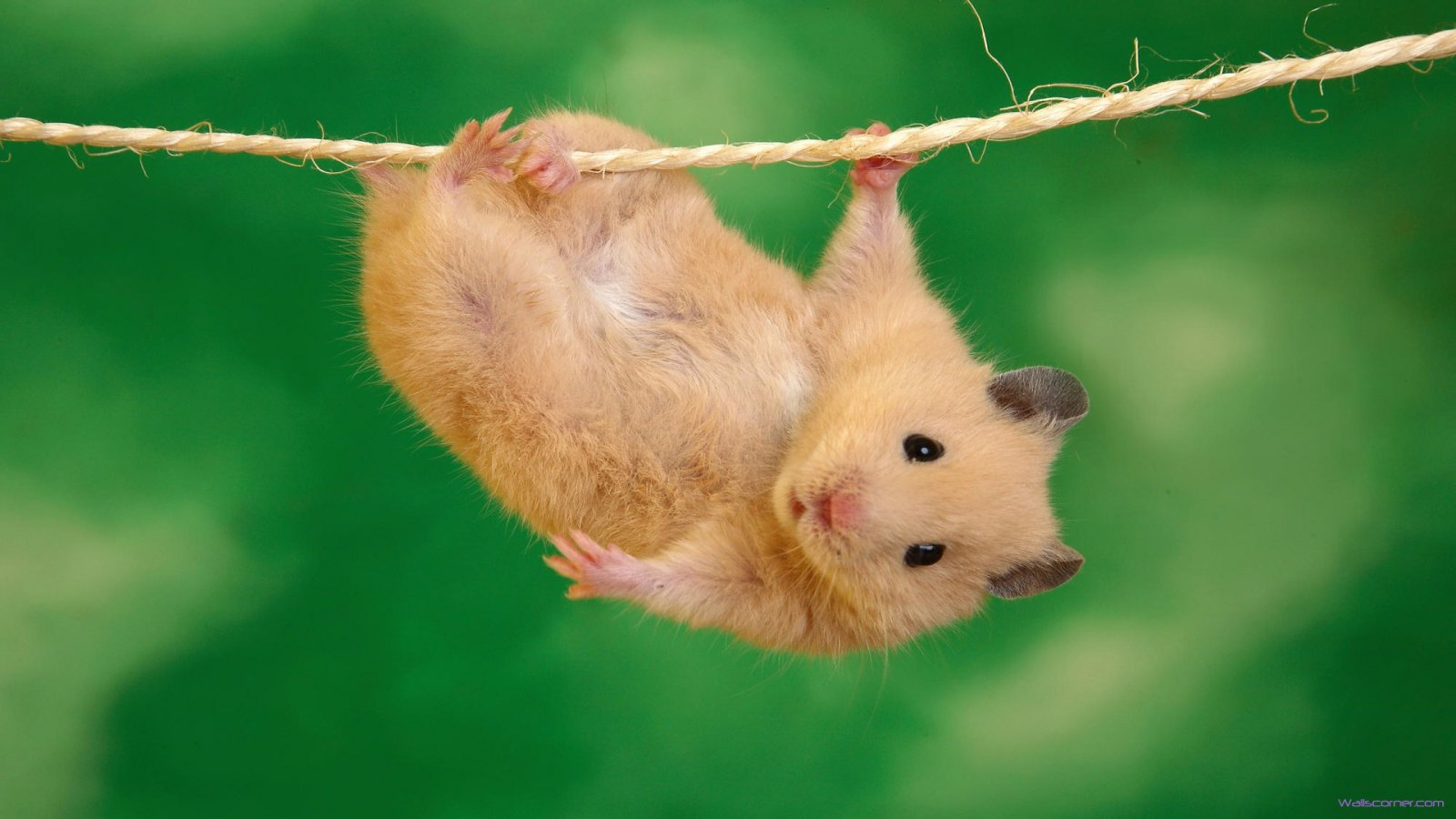 wallpaper de pc de ratinho beje pendurado em uma corda
