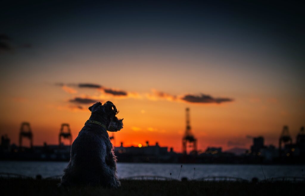 cachorro admirando por da sol na cidade nesse wallpaper para pc