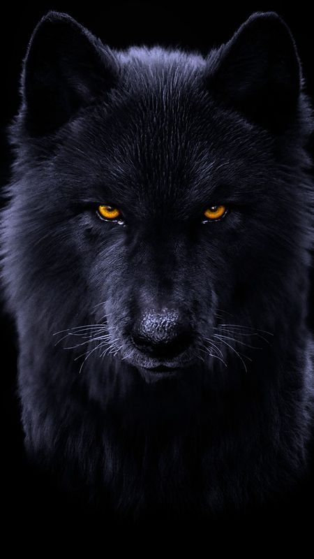 imagem de fundo de tela para celular de lobo