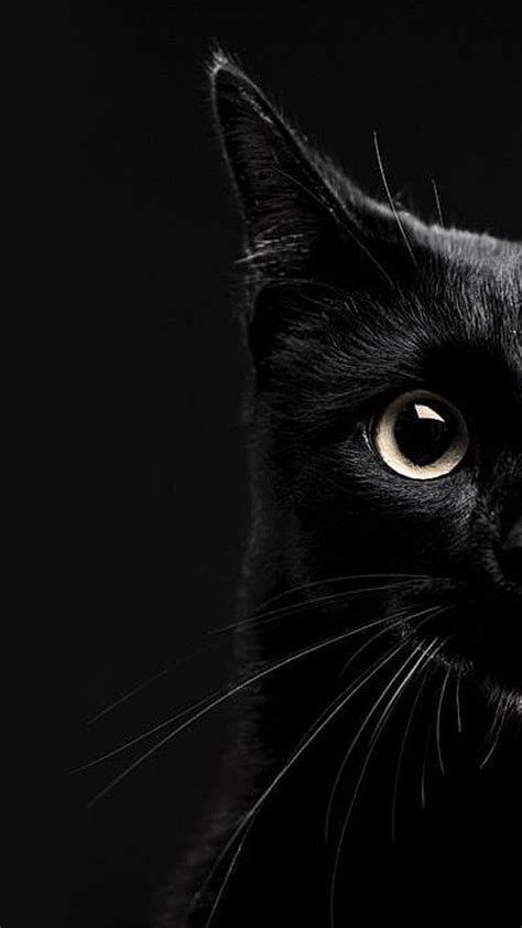 fundo de tela de gato preto para celular