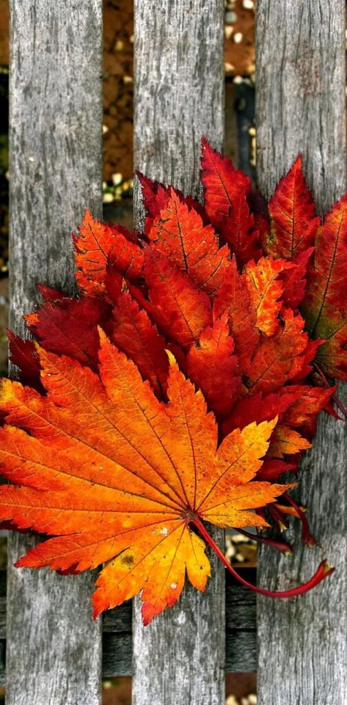 lindas folhas em tons do outono para papel de parede de celular