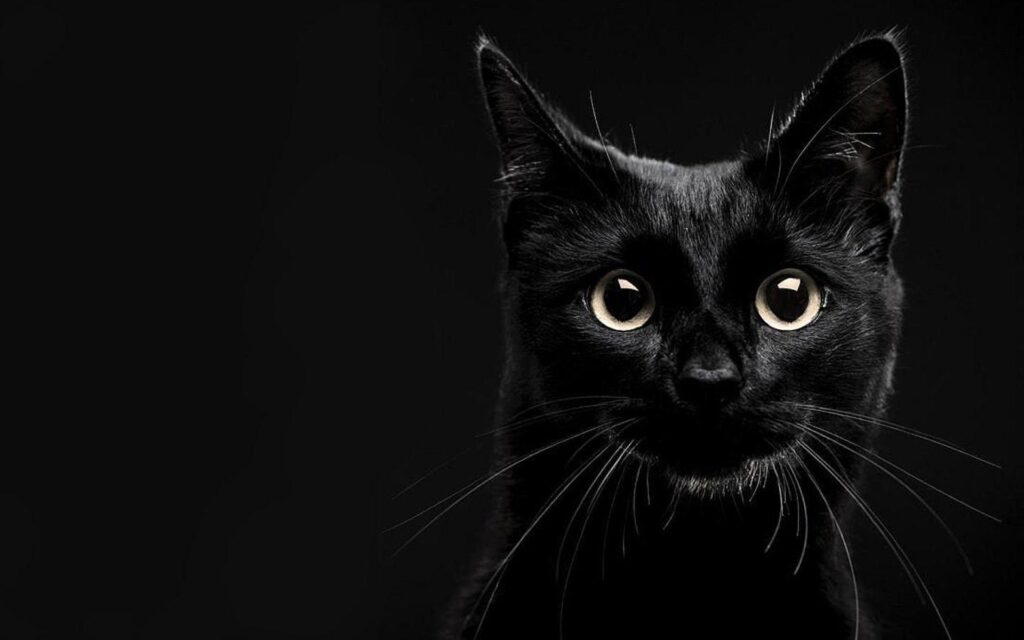 papel de parede para pc de gato preto