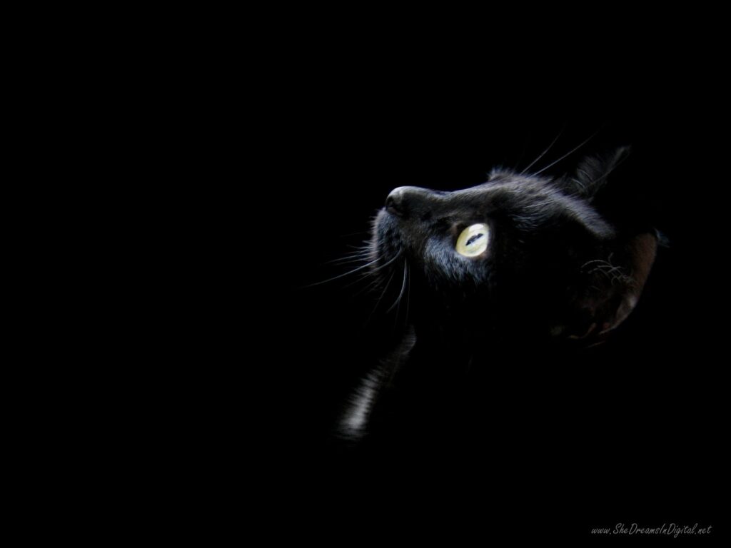 lindo gato preto para wallpaper de pc