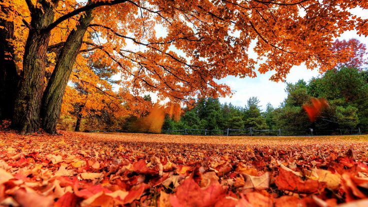lindo fundo de tela para pc de folhas no outono