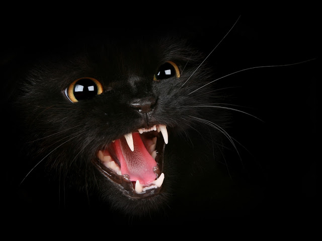fundo de tela de gato preto para pc