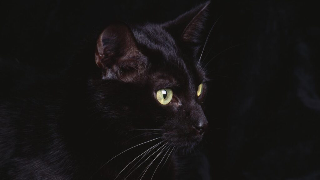 wallpaper de gato preto para pc