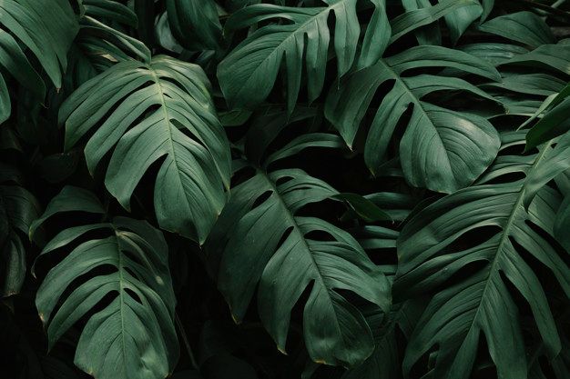folhas verdes para wallpaper de pc