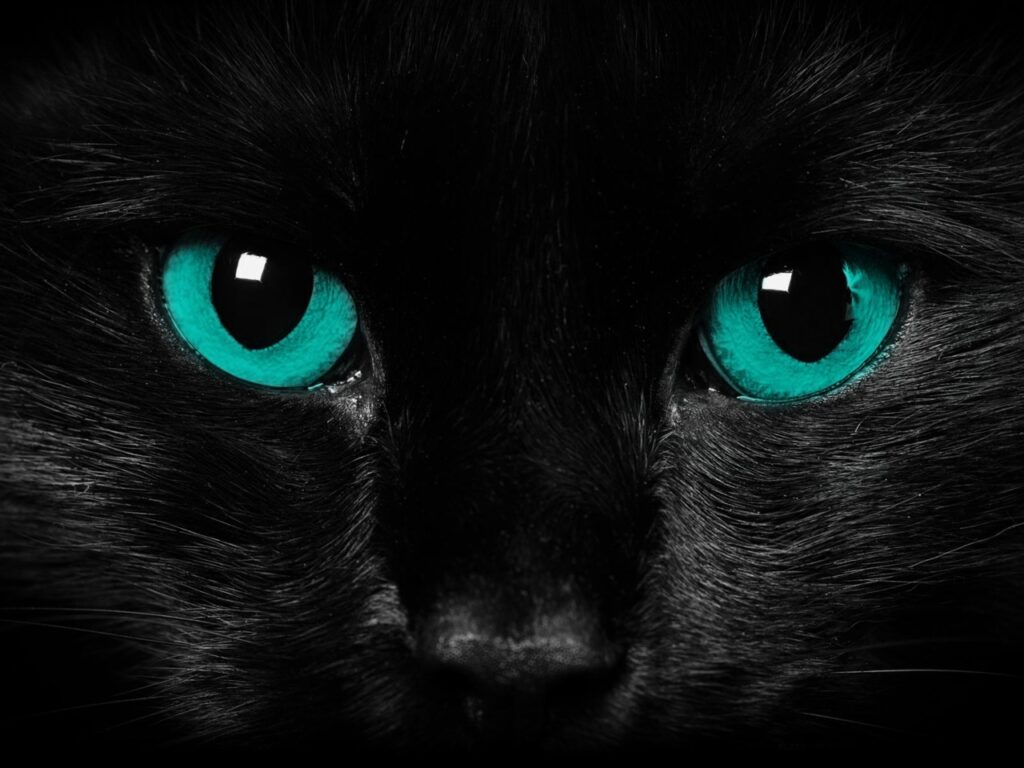 lindo gato preto para wallpaper de pc