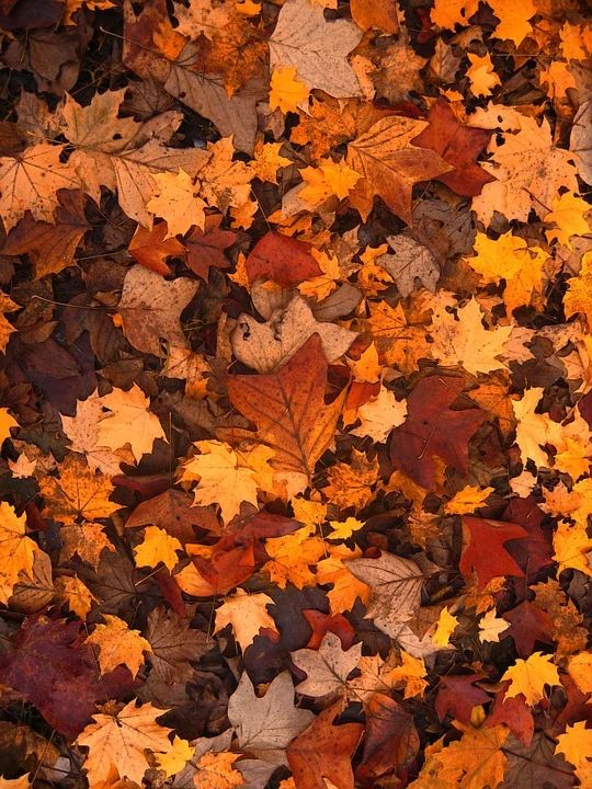 papel de parede para celular de folhas do outono