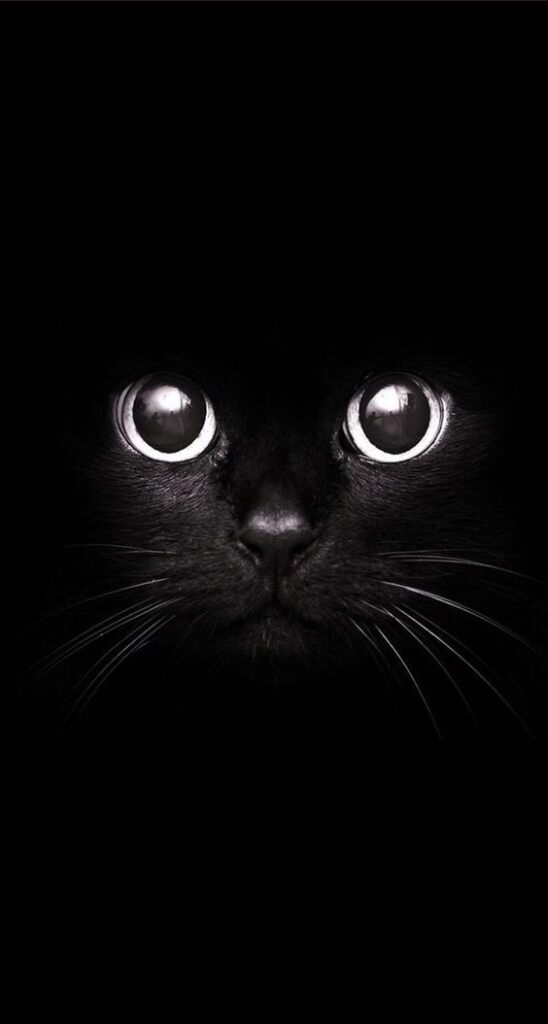 lindo gatinho preto para wallpaper de celular