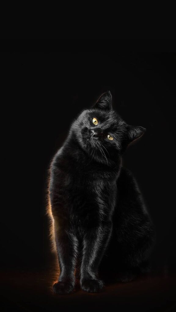 wallpaper de gato preto para celular