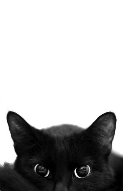 wallpaper de gato preto para celular