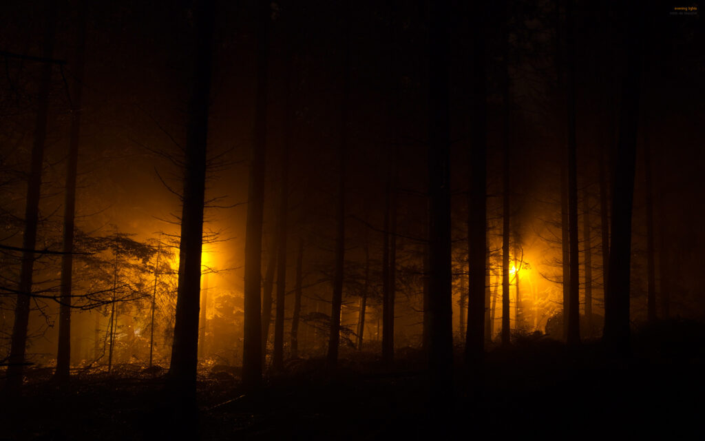 fundo de tela para pc de floresta escuro