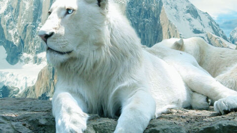linda imagem de leão branco para wallpaper de pc